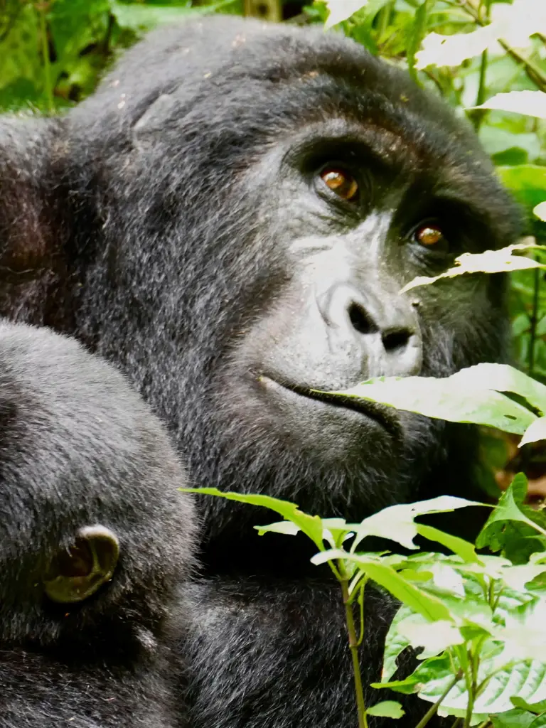 Uganda – Auge in Auge mit den letzten Berggorillas